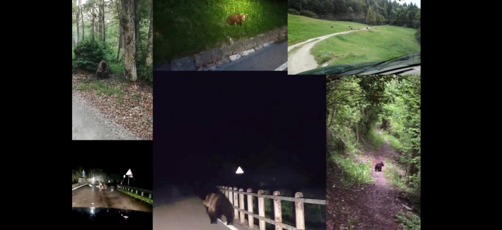 Il collage della Sat dei video e delle foto trovati in Rete Il collage della Sat dei video e delle foto trovati in Rete